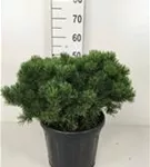 Kugel-Kiefer 'Mops' - Pinus mugo 'Mops' - Nadeln - Koniferen