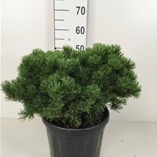 Pinus mugo 'Mops' - Nadeln - Koniferen, C 20 40- 45