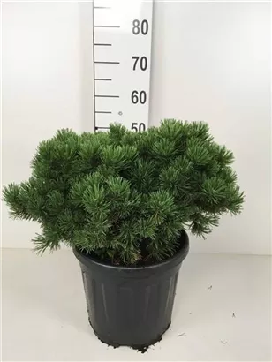 Kugel-Kiefer 'Mops' - Pinus mugo 'Mops' - Nadeln - Koniferen