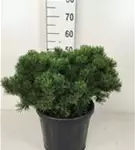 Kugel-Kiefer 'Mops' - Pinus mugo 'Mops' - Nadeln - Koniferen