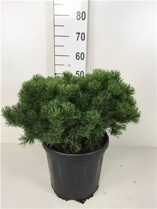 Kugel-Kiefer 'Mops' - Pinus mugo 'Mops' - Nadeln - Koniferen