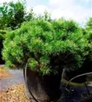 Kugel-Kiefer 'Mops' - Pinus mugo 'Mops' - Nadeln - Koniferen