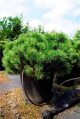 Kugel-Kiefer 'Mops' - Pinus mugo 'Mops' - Nadeln - Koniferen