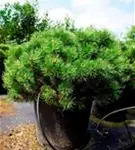Kugel-Kiefer 'Mops' - Pinus mugo 'Mops' - Nadeln - Koniferen