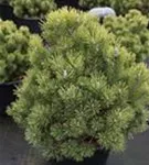 Kugel-Kiefer 'Mops' - Pinus mugo 'Mops' - Nadeln - Koniferen
