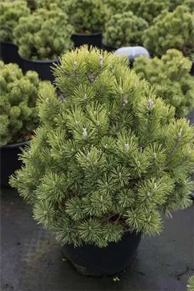 Kugel-Kiefer 'Mops' - Pinus mugo 'Mops' - Nadeln - Koniferen