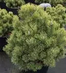 Kugel-Kiefer 'Mops' - Pinus mugo 'Mops' - Nadeln - Koniferen