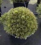 Berg-Kiefer 'Varella' - Pinus mugo 'Varella'