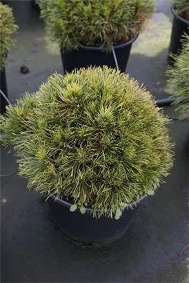 Berg-Kiefer 'Varella' - Pinus mugo 'Varella'