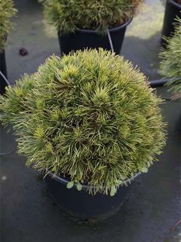 Berg-Kiefer 'Varella' - Pinus mugo 'Varella'