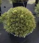 Berg-Kiefer 'Varella' - Pinus mugo 'Varella'