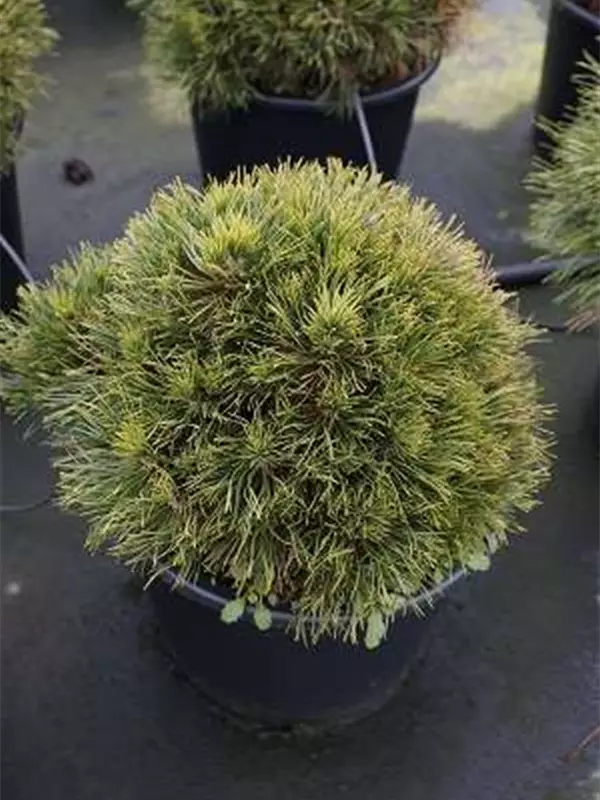 Berg-Kiefer 'Varella' - Pinus mugo 'Varella'