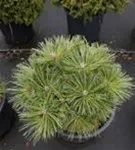 Zwerg-Schwarzkiefer 'Globosa' - Pinus nigra 'Globosa'