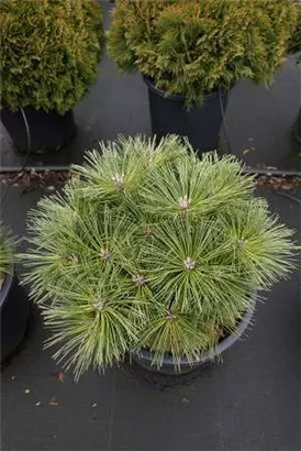 Zwerg-Schwarzkiefer 'Globosa' - Pinus nigra 'Globosa'