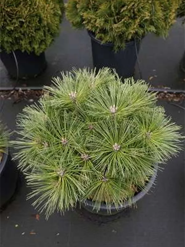 Zwerg-Schwarzkiefer 'Globosa' - Pinus nigra 'Globosa'