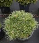 Zwerg-Schwarzkiefer 'Globosa' - Pinus nigra 'Globosa'