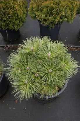 Zwerg-Schwarzkiefer 'Globosa' - Pinus nigra 'Globosa'