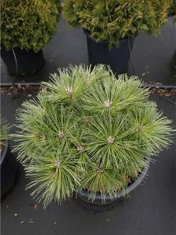 Zwerg-Schwarzkiefer 'Globosa' - Pinus nigra 'Globosa'