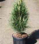 Schwarzkiefer 'Green Tower' - Pinus nigra 'Green Tower'