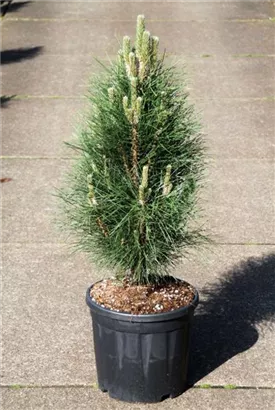 Schwarzkiefer 'Green Tower' - Pinus nigra 'Green Tower'