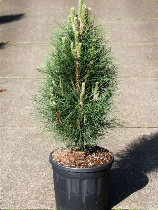 Schwarzkiefer 'Green Tower' - Pinus nigra 'Green Tower'