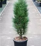 Schwarzkiefer 'Green Tower' - Pinus nigra 'Green Tower'