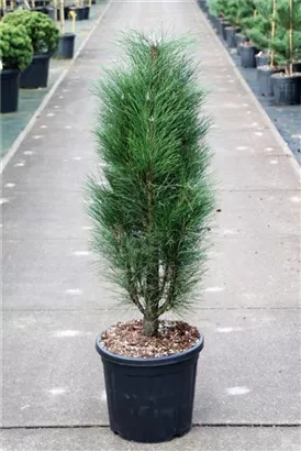 Schwarzkiefer 'Green Tower' - Pinus nigra 'Green Tower'