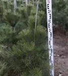 Schwarzkiefer - Pinus nigra ssp.nigra - Nadeln - Koniferen