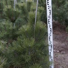 Pinus nigra ssp.nigra - Nadeln - Koniferen, mB 80- 100