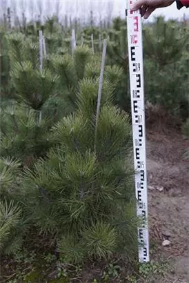 Schwarzkiefer - Pinus nigra ssp.nigra - Nadeln - Koniferen