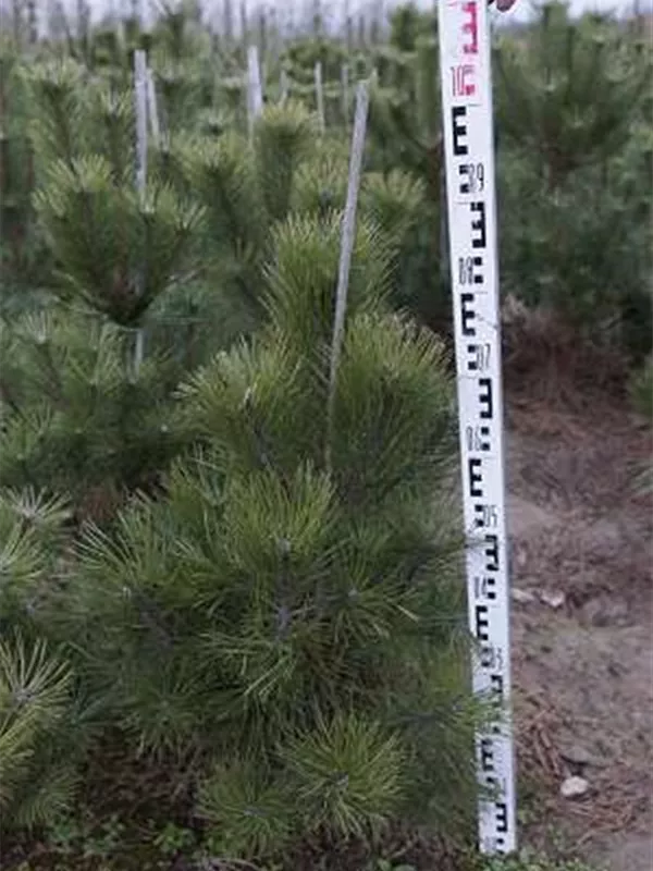 Schwarzkiefer - Pinus nigra ssp.nigra - Nadeln - Koniferen