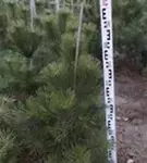 Schwarzkiefer - Pinus nigra ssp.nigra - Nadeln - Koniferen