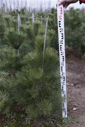 Schwarzkiefer - Pinus nigra ssp.nigra - Nadeln - Koniferen