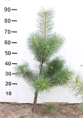 Kiefer - Pinus sylvestris - Nadeln - Koniferen