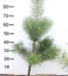 Kiefer - Pinus sylvestris - Nadeln - Koniferen