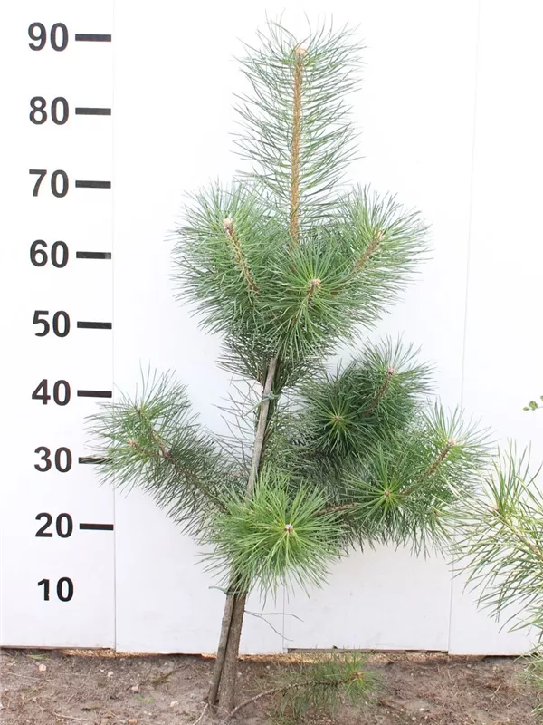 Kiefer - Pinus sylvestris - Nadeln - Koniferen