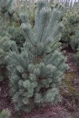Kiefer - Pinus sylvestris - Nadeln - Koniferen