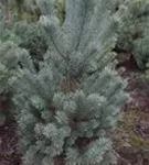 Kiefer - Pinus sylvestris - Nadeln - Koniferen