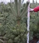 Kiefer - Pinus sylvestris - Nadeln - Koniferen