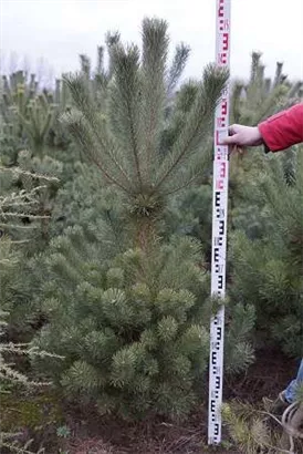 Kiefer - Pinus sylvestris - Nadeln - Koniferen