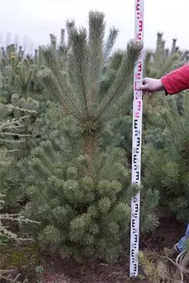 Kiefer - Pinus sylvestris - Nadeln - Koniferen