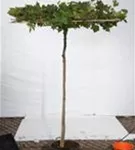 Platane - Platanus acerifolia - Formgehölze