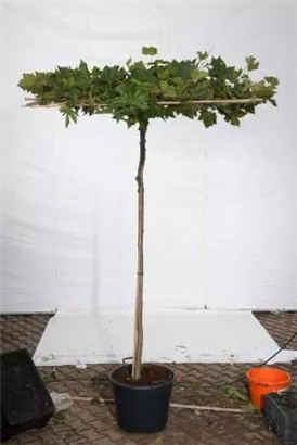 Platane - Platanus acerifolia - Formgehölze