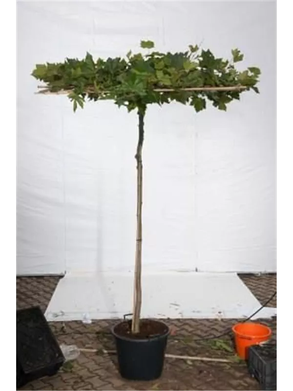 Platane - Platanus acerifolia - Formgehölze