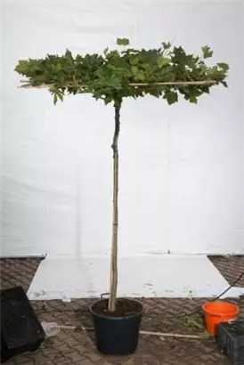 Platane - Platanus acerifolia - Formgehölze