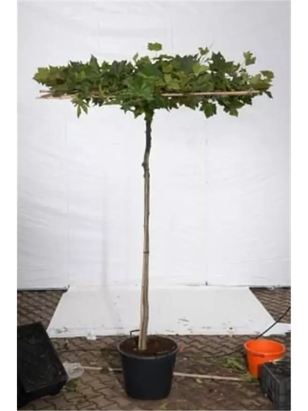 Platane - Platanus acerifolia - Formgehölze
