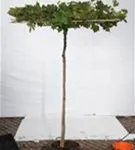 Platane - Platanus acerifolia - Formgehölze