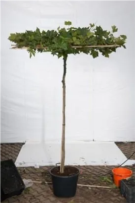 Platane - Platanus acerifolia - Formgehölze