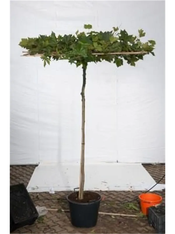 Platane - Platanus acerifolia - Formgehölze