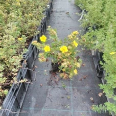 Potentilla 'Goldteppich', P 1 20- 30 Potentilla 'Goldteppich', P 1 20- 30